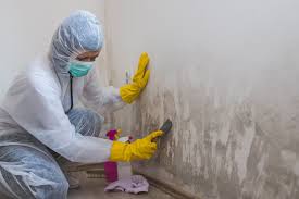 Best Commercial Mold Inspection  in Drexel, NC